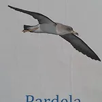 Pardela