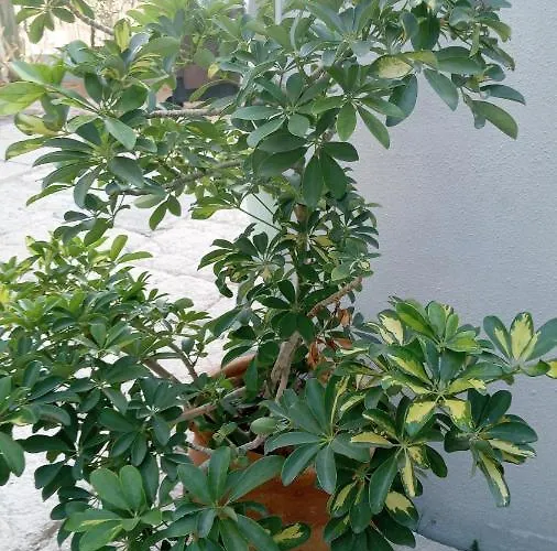 Appartamento Pardela