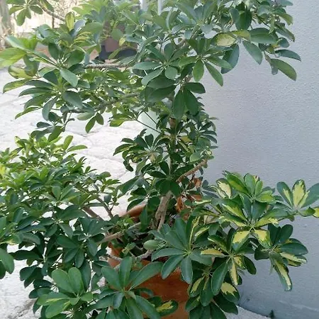 Apartman Pardela