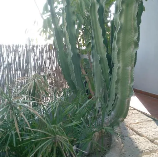 Apartment Pardela Costa Adeje (Tenerife)