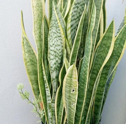 Pardela Апартаменти